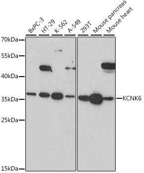 KCNK6 Antibody