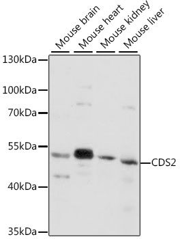 CDS2 Antibody