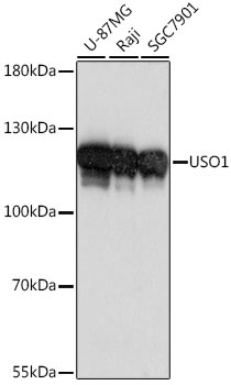USO1 Antibody