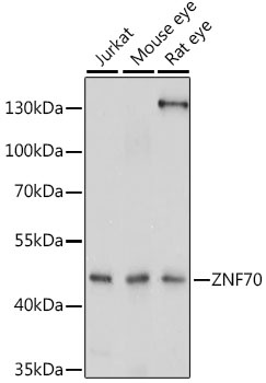 ZNF70 Antibody