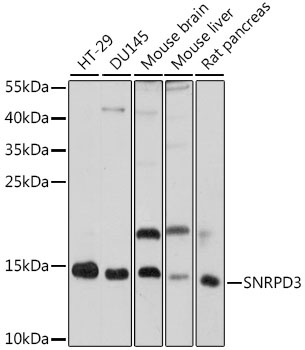 SNRPD3 Antibody