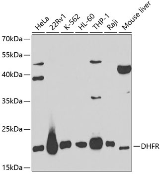 DHFR Antibody