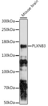 PLXNB3 Antibody