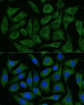 RAPGEF1 Antibody