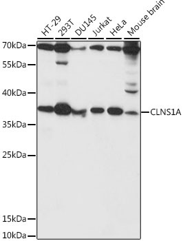 CLNS1A Antibody
