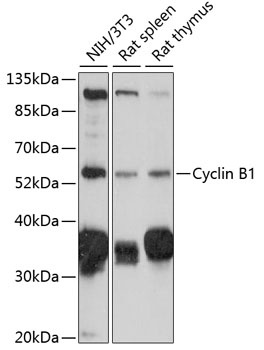 Cyclin B1 Antibody