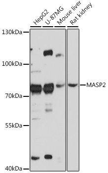 MASP2 Antibody