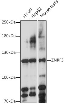 ZNRF3 Antibody