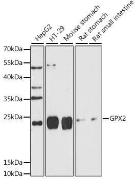 GPX2 Antibody