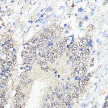 GPX2 Antibody