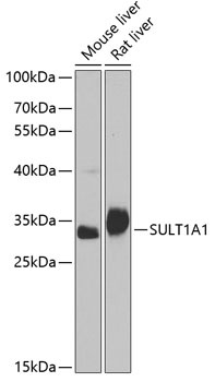 SULT1A1 Antibody