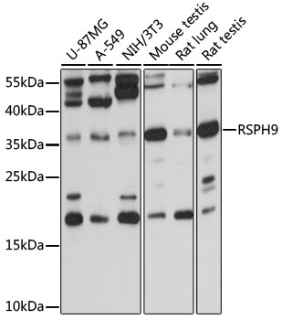 RSPH9 Antibody