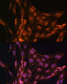 RBFOX3 Antibody