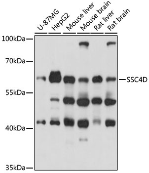 SSC4D Antibody
