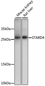 STARD4 Antibody