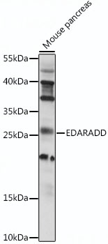 EDARADD Antibody