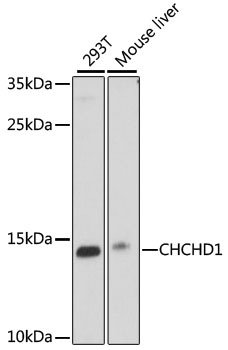 CHCHD1 Antibody
