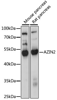 AZIN2 Antibody