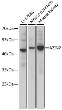 AZIN2 Antibody