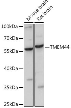 TMEM44 Antibody