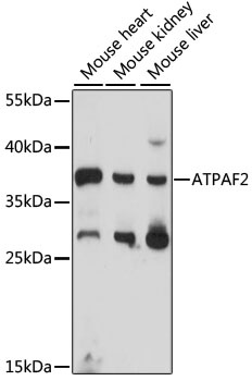 ATPAF2 Antibody
