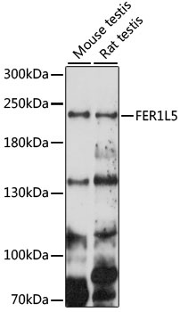 FER1L5 Antibody