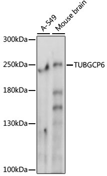 TUBGCP6 Antibody