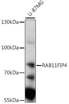 RAB11FIP4 Antibody
