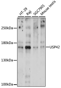 USP42 Antibody