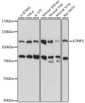 LONP2 Antibody