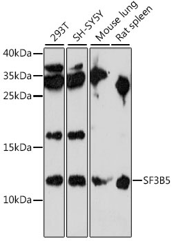 SF3B5 Antibody