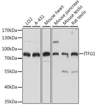 ITFG1 Antibody