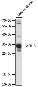 ASB13 Antibody