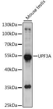 UPF3A Antibody