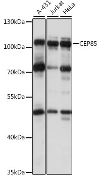 CEP85 Antibody