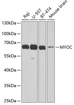 MYOC Antibody