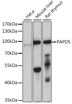 PAPD5 Antibody
