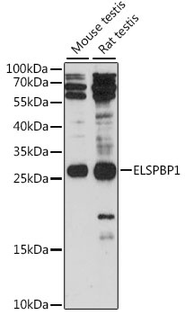 ELSPBP1 Antibody