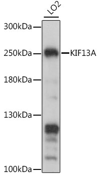 KIF13A Antibody