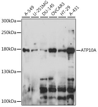 ATP10A Antibody
