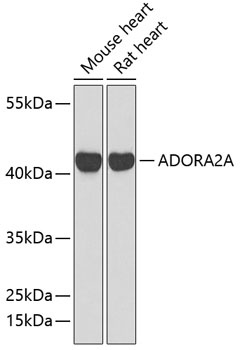 ADORA2A Antibody