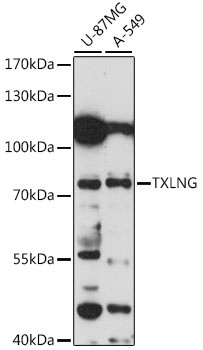 TXLNG Antibody