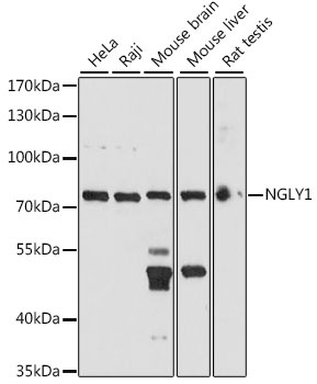 NGLY1 Antibody