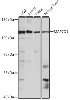 MAP7D1 Antibody