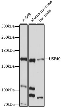 USP40 Antibody