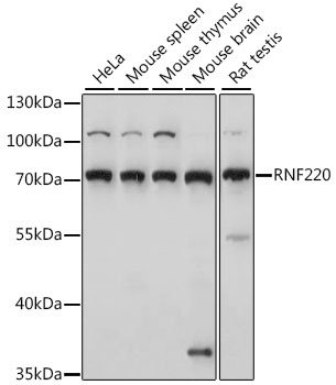 RNF220 Antibody