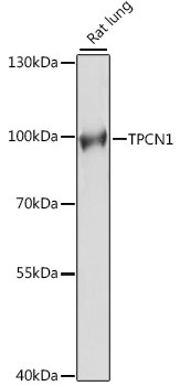 TPCN1 Antibody