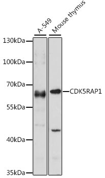 CDK5RAP1 Antibody