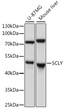 SCLY Antibody