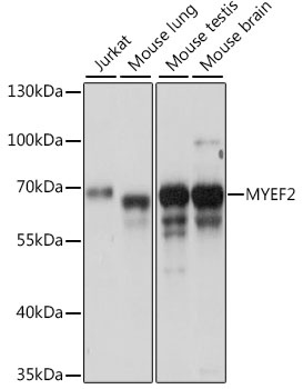 MYEF2 Antibody